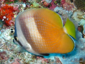 ミゾレチョウチョウウオ