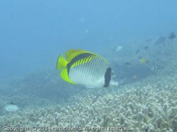 ニセフウライチョウチョウウオ