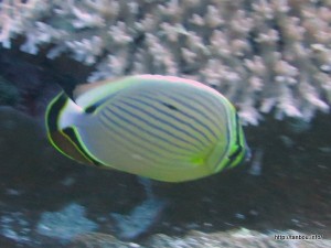 ミスジチョウチョウウオ