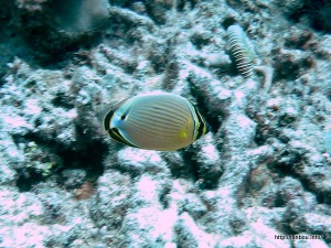 ミスジチョウチョウウオ