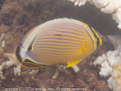 ミスジチョウチョウウオ