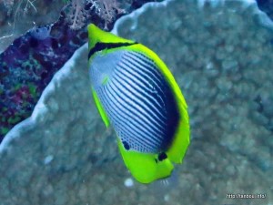 アケボノチョウチョウウオ