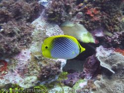 スポットテイルバタフライフィッシュ