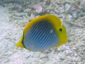 スポットテイルバタフライフィッシュ