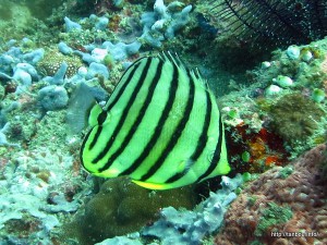 ヤスジチョウチョウウオ