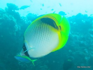 ヒメフウライチョウチョウウオ