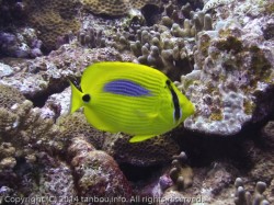 スミツキトノサマダイ