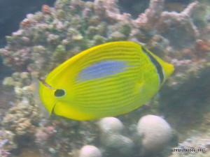 スミツキトノサマダイ