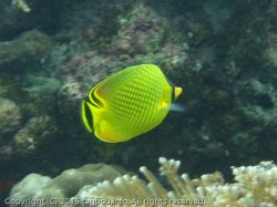 アミチョウチョウウオ