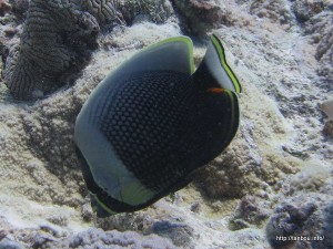 ハクテンカタギ