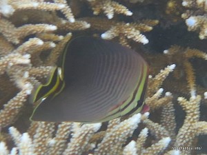 トライアングルバタフライフィッシュ