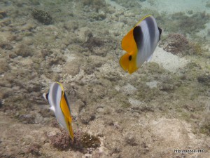 スダレチョウチョウウオ-1