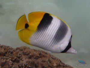 スダレチョウチョウウオ