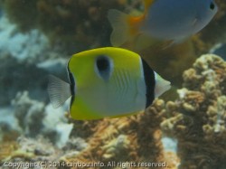 イッテンチョウチョウウオ