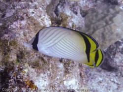 フウライチョウチョウウオ