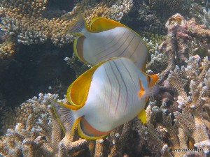 イエローヘッドバタフライフィッシュ