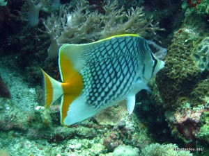 アミメチョウチョウウオ