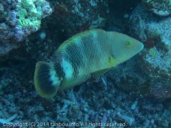 ミツバモチノウオ