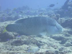 メガネモチノウオ