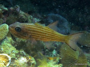 Cheilodipterus alleni