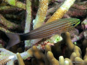 カスミヤライイシモチ