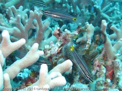 スダレヤライイシモチ