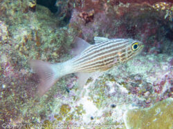 スダレヤライイシモチ