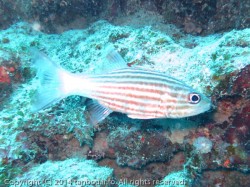 スダレヤライイシモチ