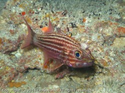 リュウキュウヤライイシモチ