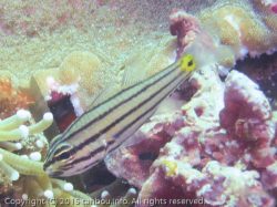 ヤライイシモチ