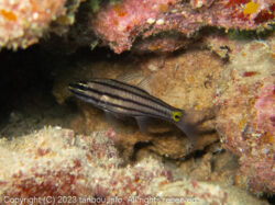 ヤライイシモチ