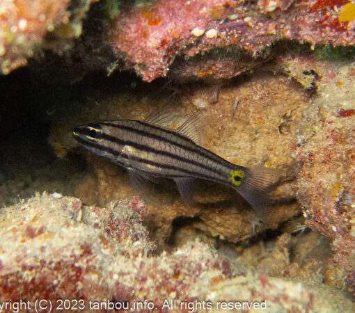 ヤライイシモチ