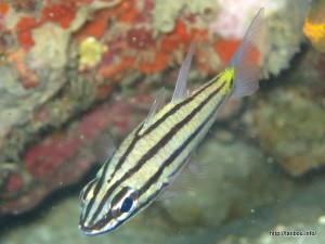 ヤライイシモチ