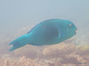 キャプテンパロットフィッシュ