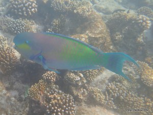 スティープヘッドパロットフィッシュ