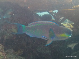 スティープヘッドパロットフィッシュ