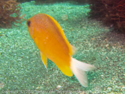 コガネスズメダイ