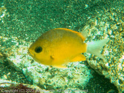 コガネスズメダイ