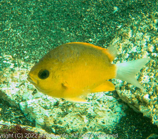 コガネスズメダイ