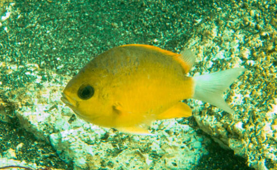 コガネスズメダイ