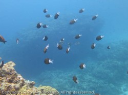 アマミスズメダイ