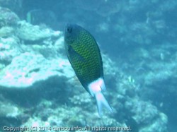 アマミスズメダイ