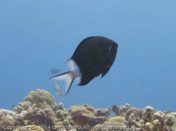 アマミスズメダイ