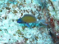 アマミスズメダイ