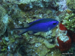 ブルークロミス