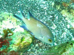 マツバスズメダイ