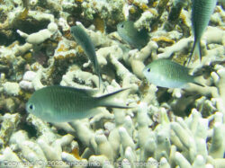 カブラヤスズメダイ