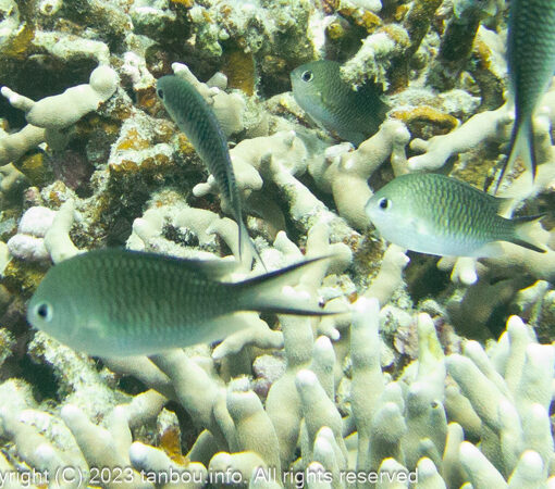 カブラヤスズメダイ