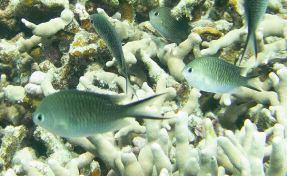 カブラヤスズメダイ