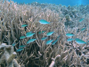 デバスズメダイ